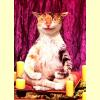 cat_meditating.jpg 113.6K