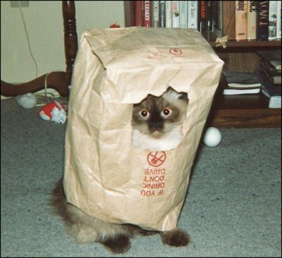 cat_in_a_bag.jpg 28.9K