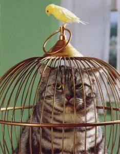 cat_in_a_cage.jpg 16.1K