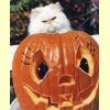 cat_pumpkin.jpg 11.6K